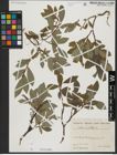 Foto von Salix hastata L.